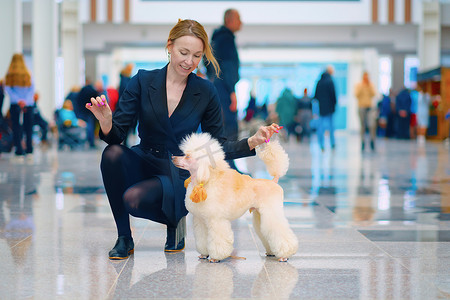 架子上一只浅杏色贵宾犬，旁边是一位女驯犬员