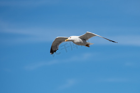 清澈的蓝天上张开翅膀的单只海鸥飞翔的鸟
