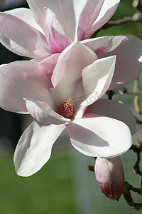 盖尔加朵摄影照片_一朵粉红色玉兰花的特写镜头 一朵粉红色玉兰花的特写镜头