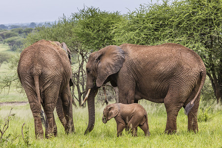非洲象妈妈和小象在塔尔河的大草原上行走