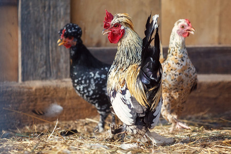 杂色小公鸡和他的两只黑色和米色母鸡在鸡舍里。