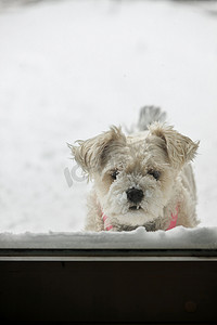 白雪皑皑的狗等着进来