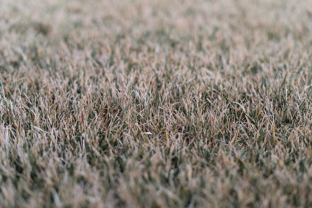 冬季灰色关闭后枯萎的草坪