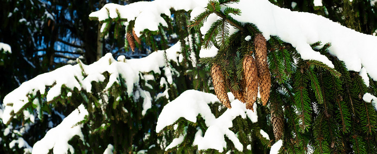 云杉枝，绿针，锥体被雪覆盖