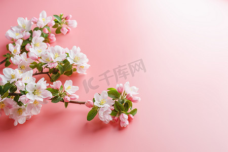樱花盛开，粉红色背景上的春天花朵，有问候语的空间。