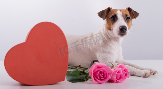 杰克罗素梗坐在一个心形盒子和一束粉红玫瑰旁边。