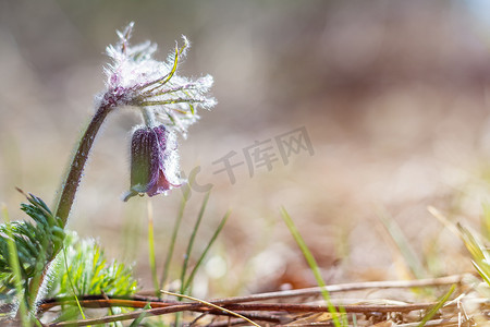 紫色草原摄影照片_草原番红花、切叶海葵