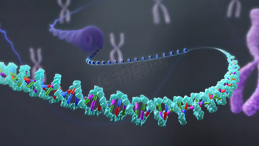 基因蛋白摄影照片_3D 插图 X 染色体。
