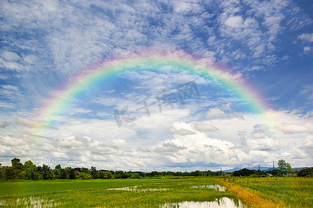 美丽的彩虹在蓝蓝的天空下在绿色的稻田上
