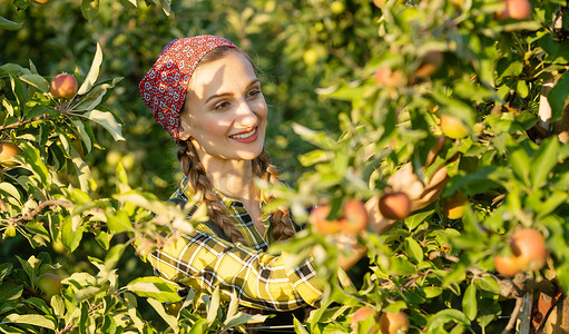果农摄影照片_果农妇女检查她的苹果园