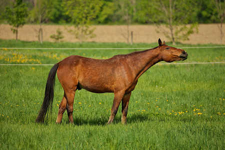 吞咽障碍摄影照片_马扼流圈：棕色种马，食道阻塞或狭窄或在干草突出头上窒息