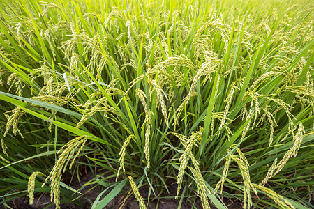 稻田，泰国，东南亚。