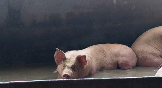 猪吃完饭就在养猪场睡觉。