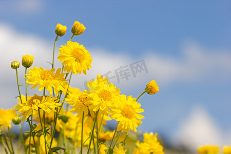 种菊花摄影照片_白云蓝天后面的黄色菊花田