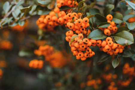 黄色秋季背景摄影照片_秋季背景与橙色成熟的沙棘、沙棘、季节性园林植物有益健康。