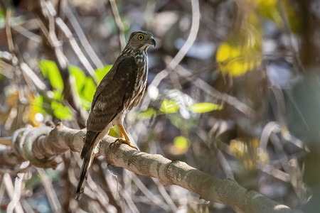 Shikra 鸟 (Accipiter badius) 在自然背景上的图像。