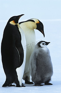南极洲 威德尔海 阿特卡湾 帝企鹅家族