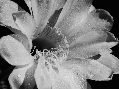花盛开的仙人掌 echinopsis obrepanda 黑色和白色。