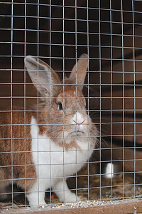家养农场兔子在动物农场的笼子里。