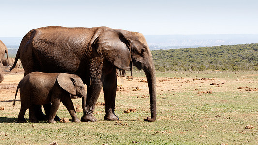 小象和他的妈妈一起散步——非洲布什象