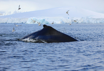 鲸鱼尾巴摄影照片_座头鲸，南极洲