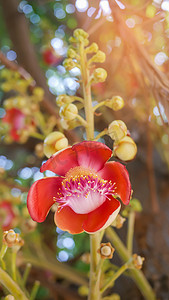 炮弹树 (Couroupita guianensis)