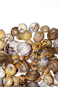 蜗牛壳摄影照片_空蜗牛壳的集合