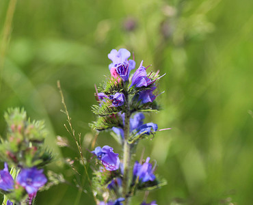 蓝蓟花，称为毒蛇牛舌草和蓝草，在春天开花
