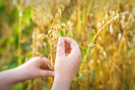 孩子的手拿着燕麦的耳朵。
