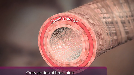 光柱通道摄影照片_支气管是支气管的复数形式，代表通向肺部的通道