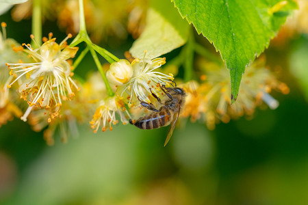 中的鲜花摄影照片_椴树花中的蜜蜂，Apis Carnica