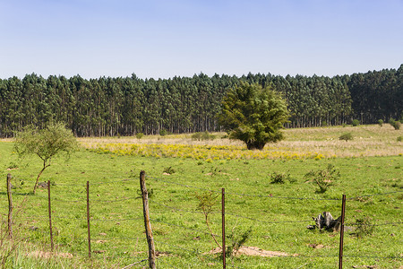 阿根廷乡村景观，绿黄花牛和溪流