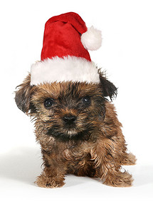 带着可爱表情和圣诞老人​​帽子的小狗