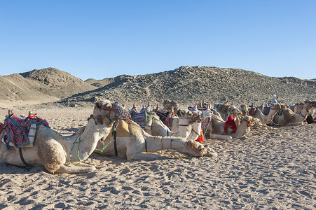 沙漠中的单峰骆驼群