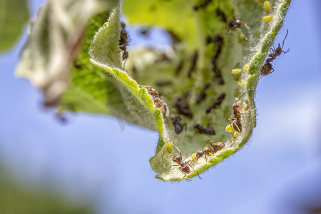 许多蚂蚁在叶子和虱子幼虫上的惊人宏观