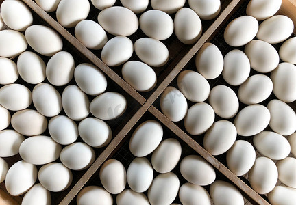 白鸭蛋在板木里