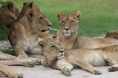 舞小狮子摄影照片_狮子野生危险哺乳动物非洲大草原肯尼亚