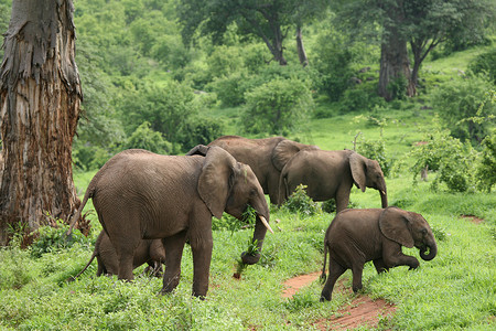 大草原旅行摄影照片_非洲博茨瓦纳大草原上的野象（Elephantidae）