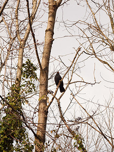 冬春季节摄影照片_雄性黑鸟在冬春光秃秃的树枝上休息的特写