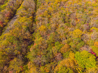 秋季森林的空中俯视图，有绿色和黄色的树木。