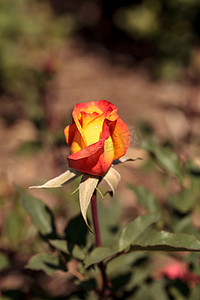 黄色和橙色茶玫瑰的杂交品种，称为“里约桑巴”