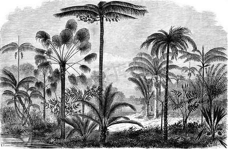 乌卡亚利亚马逊棕榈树，复古雕刻。