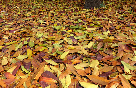 树叶枯萎摄影照片_秋叶地毯