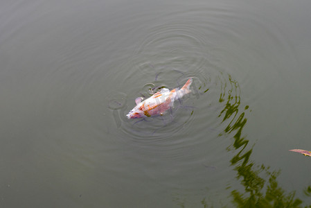 环境污染鱼摄影照片_死鱼倒挂在运河里