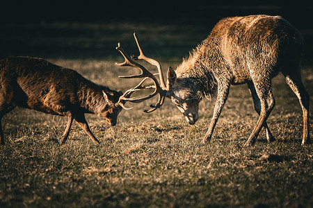 小鹿与有角的鹿决斗