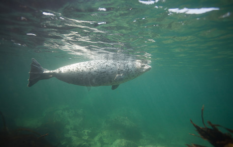 海豹图片摄影照片_Phoca lagha（大海豹、斑点海豹）水下图片