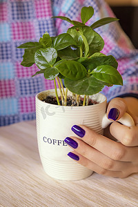 拿着一杯植物咖啡的女孩的手