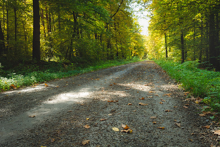 秋天落叶公路摄影照片_穿过森林的路和第一片落叶