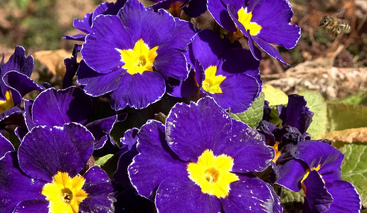 蜜蜂俯视图摄影照片_蜜蜂围着花坛里的紫色报春花。