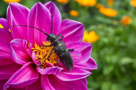 一只长着角和甲壳的黑色大甲虫坐在粉红色的流上